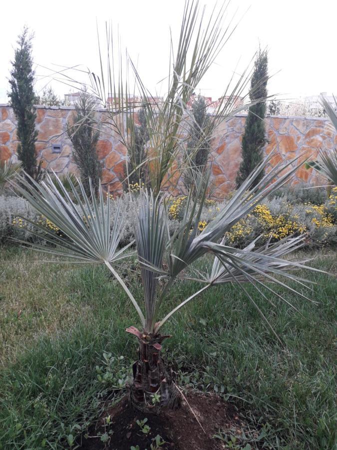 Palm Paradise Stobreč Εξωτερικό φωτογραφία